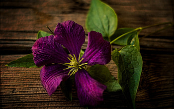 Clematis, pink, wood, flower, green HD wallpaper