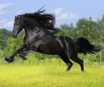 Friesian Horse, Animal, Running, Horse HD wallpaper