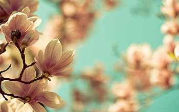 Macbook air's delight, Magnolias in bloom, Floral , Nature's gift HD wallpaper