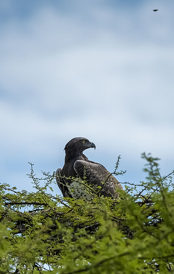 Animals, Sky, Bird, Beak, Branch, Predator HD phone wallpaper