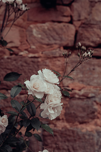 Flowers, Roses, Plant, Wall HD phone wallpaper