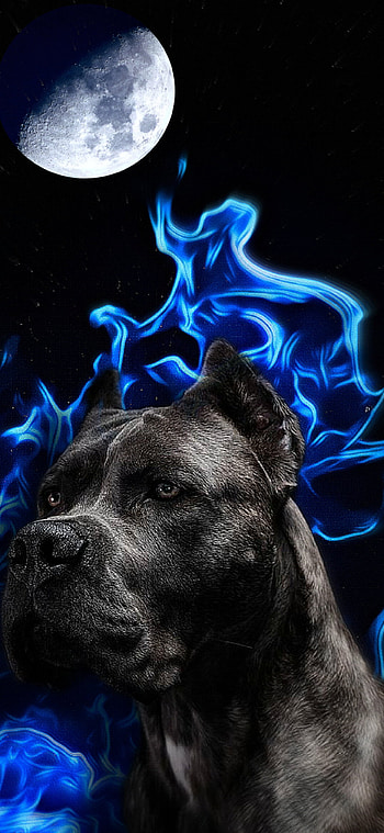 Noche, animales, perro, luna HD phone wallpaper