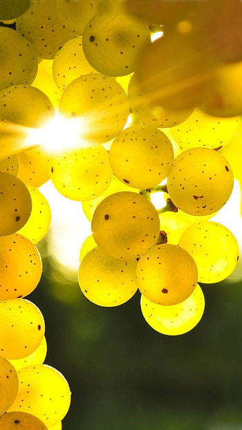 Yellow Background, Grapes HD phone wallpaper