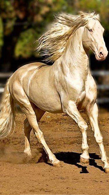 Golden Horse, golden, horse HD phone wallpaper