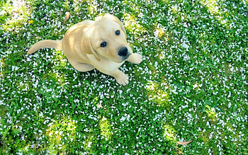 Labrador puppy, Beautiful coat, High definition, Mesmerizing gaze HD wallpaper