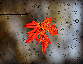 Leaf, orange, close up, drops HD wallpaper