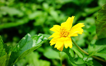 Grass, Summer, Flower, Macro, Petals HD wallpaper