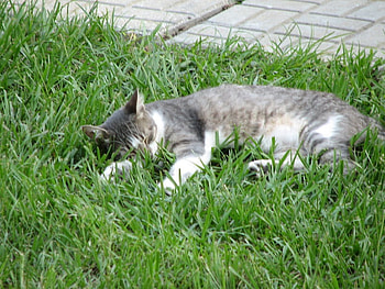 good spot for nap, sunny, natural, cozy, grass, sleeping, wild HD wallpaper
