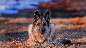 German Shepherd, Full , background, Striking visuals HD wallpaper