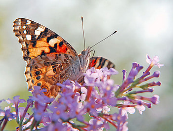 beautiful butterfly, butterfly, beautiful, nature, flowers, colourful HD wallpaper