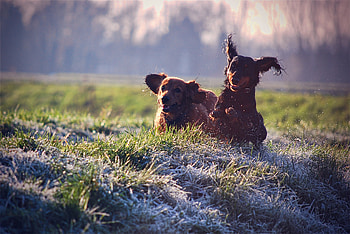 Animals, Grass, Dog, Field, Play, Puppies HD wallpaper