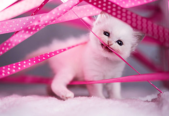 Ferocious Little Kitty, animal, bite, cat, Kitten HD wallpaper