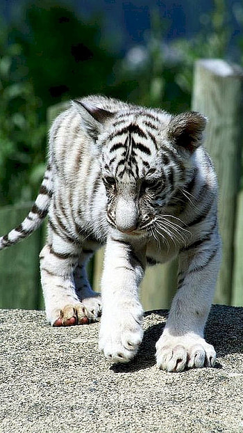 White Tiger, Cute Baby White Tiger, Baby Tiger, Bengal White Tiger HD phone wallpaper