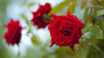 Flowers, Plant, Rose Flower, Rose, Petals HD wallpaper