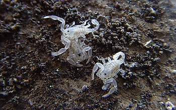 Babies, Scorpions HD wallpaper