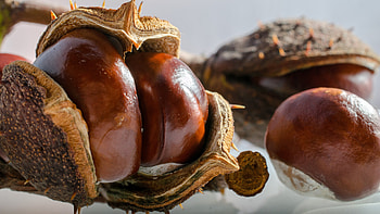 Chestnut tree, Chestnuts HD wallpaper