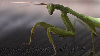 Animals, Surface, Mantis, Insect, Paws HD wallpaper