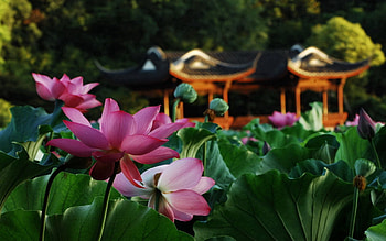 Nature, Flowers, Leaves, Lotus, Macro, Pond, Bower, Alcove HD wallpaper