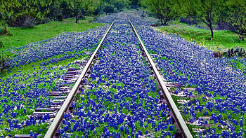 Bluebonnet, Texas, , High resolution HD wallpaper