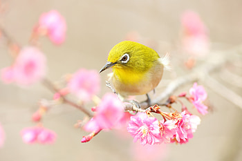 Animal, Japanese white-eye HD wallpaper