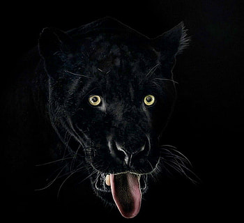 Panther, black background, black panther, cat, green eyes HD wallpaper