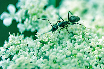 Flowers, Macro, Insect, Ant HD wallpaper