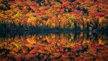 Landscape View Of Green Yellow Red Orange Autumn Leaves Trees Forest Reflection On Lake During Daytime Nature HD wallpaper