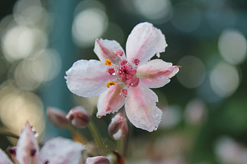 Beautiful Flowers, pink, nature, flowers, petals HD wallpaper