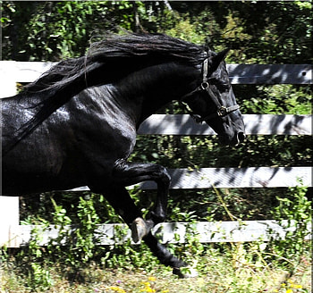 Black Legend, spanish, andalusian, horses, black HD wallpaper