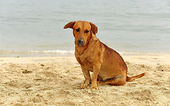 Animals, Sand, Sit, Dog, Sadness, Sorrow HD wallpaper