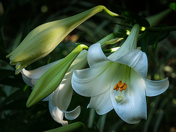 Lily, Flowers, Closeup, Buds HD wallpaper