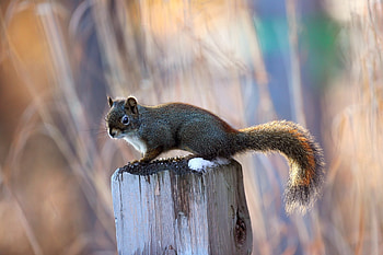 Animals, Squirrel, Sit, Animal, Pillar, Post HD wallpaper