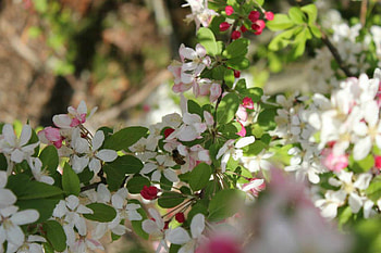 ~Delicate Blossom~, delicate, nature, flowers, blossom HD wallpaper