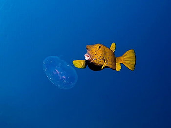 Funny Fish, fish, magnificent, underwater-life, graphy HD wallpaper