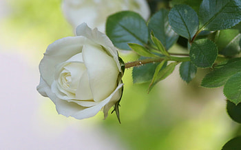 White Rose, rose, nature, white, flower HD wallpaper