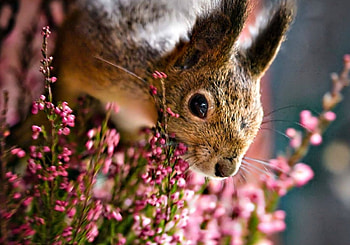 Squirrel, animal, pink, flower, cute HD wallpaper