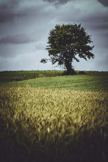 Nature, Grass, Clouds, Wood, Tree, Polyana, Glade HD phone wallpaper