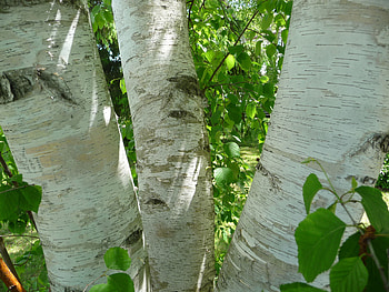 Birch Tree, Canadian, Sarnia, Observer HD wallpaper