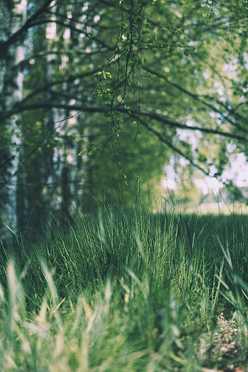 Nature, Trees, Grass, Branches, Greens, Polyana, Glade HD phone wallpaper