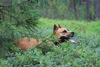 Animals, Forest, Lies, Dog, Fir, Spruce, Staffordshire Terrier HD wallpaper