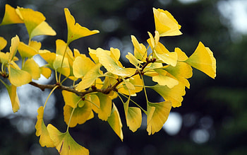 Nature, Leaves, Branch, Ginkgo HD wallpaper