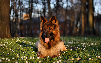 German Shepherd , High-quality HD wallpaper