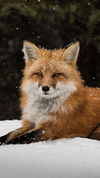 Red fox, Snowfall scenery, PC HD phone wallpaper