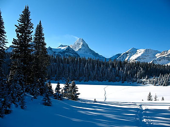 Mt. Assiniboine from Assiniboine Pass, trees, sky, snow, mountain HD wallpaper
