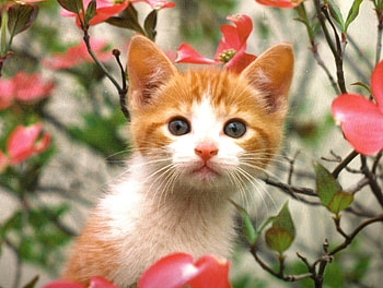 A kitten in a tree, kitten, cute, feline, tree HD wallpaper