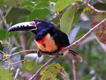 Tucan, on tree, beautiful HD wallpaper