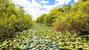 Everglades National Park, America's national parks, Explore 29 , Nation's beauty HD wallpaper