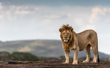lion, wild cat, evening, sunset, wildlife, wild animals, lions HD wallpaper