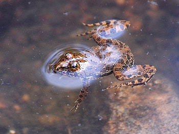 Floating Frog, frog, floating, water, spots HD wallpaper
