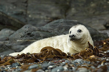 Marine life rescue, British divers' mission, Protecting seals, Conservation efforts HD wallpaper